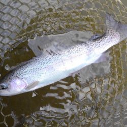 大安トラウトレイク釣果